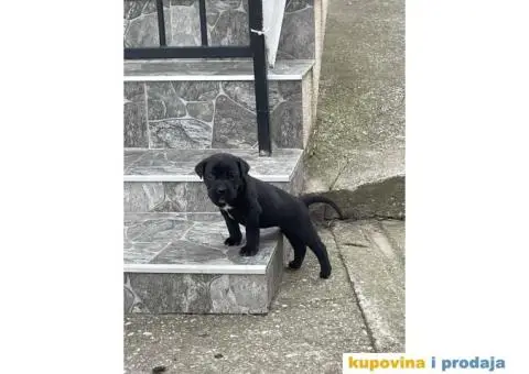 Cane Corso TOP štenci - 4/12