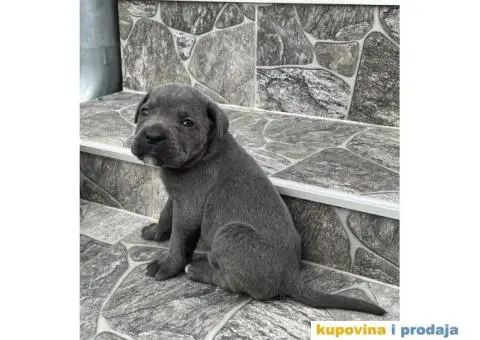 Cane Corso TOP štenci - 5/12