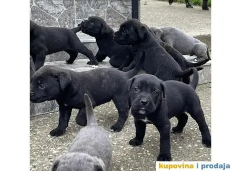 Cane Corso TOP štenci - 6/12