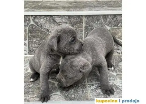 Cane Corso TOP štenci - 7/12
