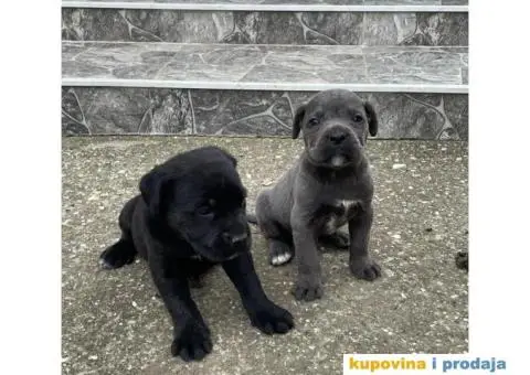 Cane Corso TOP štenci - 8/12