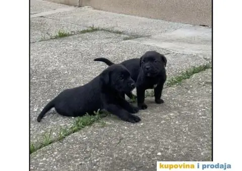 Cane Corso TOP štenci - 9/12