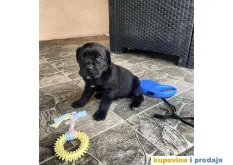 Cane Corso TOP štenci - 10/12