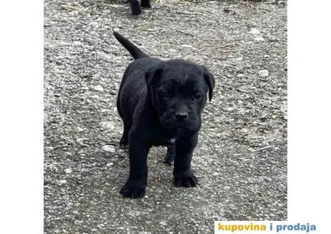 Cane Corso TOP štenci - 11/12