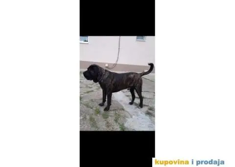 Cane Corso TOP štenci - 12/12