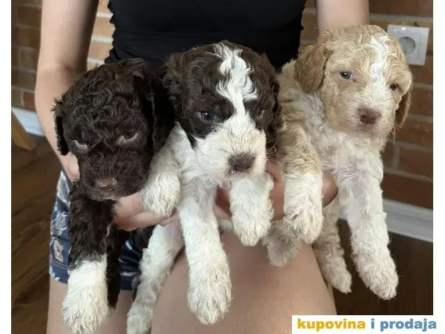 Lagotto Romagnolo štenci - 1