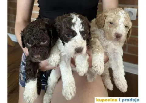 Lagotto Romagnolo štenci - 1/15