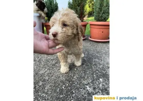 Lagotto Romagnolo štenci - 2/15