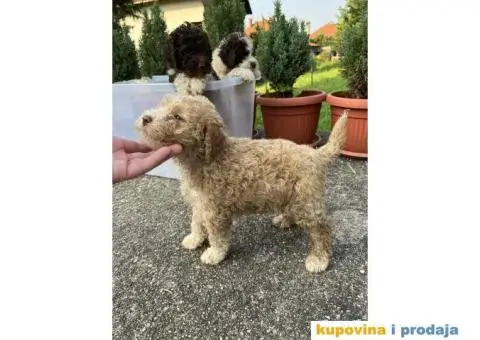 Lagotto Romagnolo štenci - 3/15