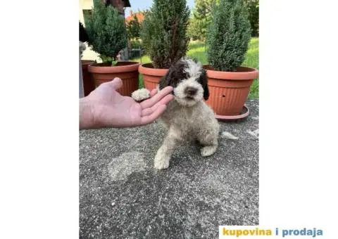 Lagotto Romagnolo štenci - 4/15