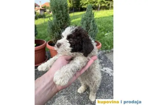 Lagotto Romagnolo štenci - 5/15