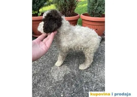 Lagotto Romagnolo štenci - 6/15