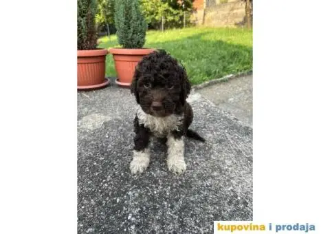 Lagotto Romagnolo štenci - 7/15