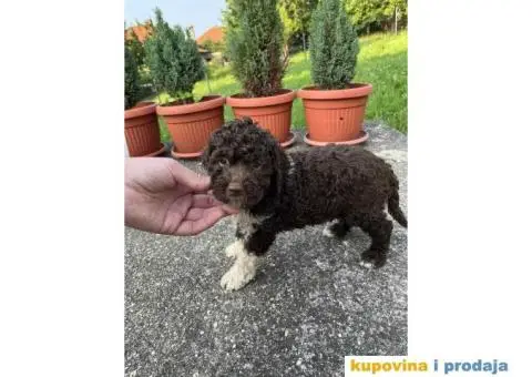 Lagotto Romagnolo štenci - 8/15