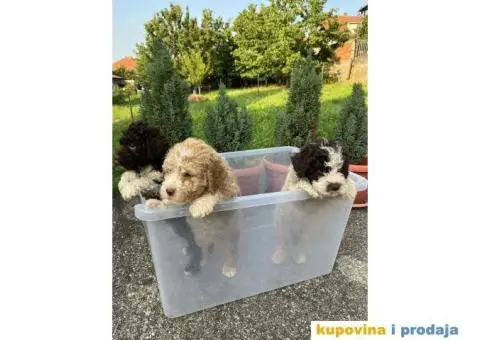 Lagotto Romagnolo štenci - 9/15