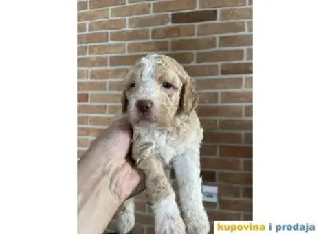 Lagotto Romagnolo štenci - 10/15