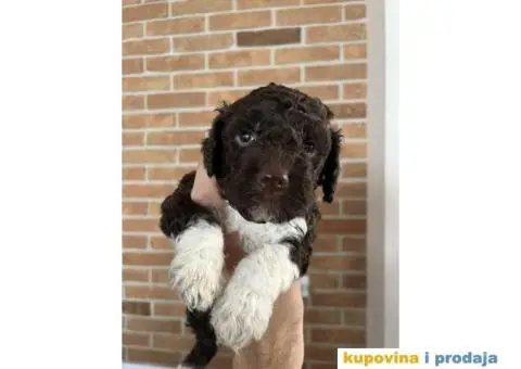 Lagotto Romagnolo štenci - 11/15