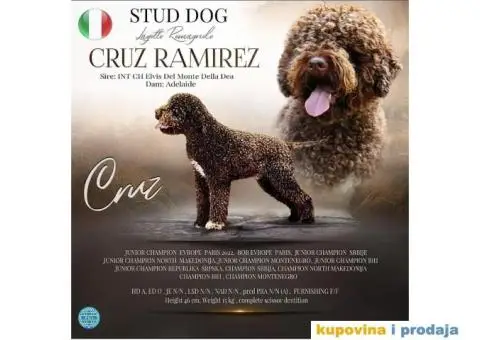 Lagotto Romagnolo štenci - 12/15