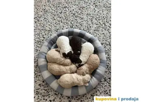 Lagotto Romagnolo štenci - 13/15