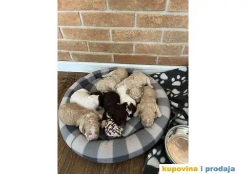 Lagotto Romagnolo štenci - 14/15