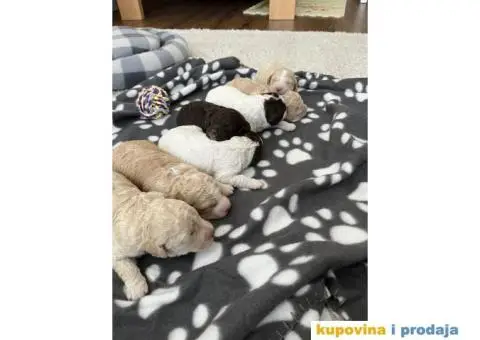 Lagotto Romagnolo štenci - 15/15