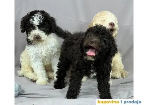 Lagotto Romagnolo PRELEPI štenci - 1/10