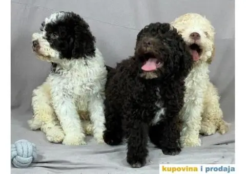 Lagotto Romagnolo PRELEPI štenci - 2/10