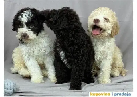 Lagotto Romagnolo PRELEPI štenci - 3/10