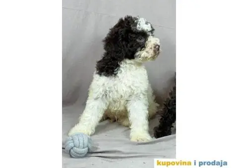 Lagotto Romagnolo PRELEPI štenci - 4/10
