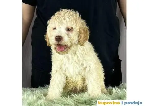 Lagotto Romagnolo PRELEPI štenci - 5/10