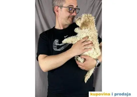 Lagotto Romagnolo PRELEPI štenci - 6/10