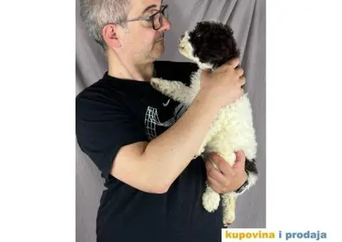 Lagotto Romagnolo PRELEPI štenci - 8/10
