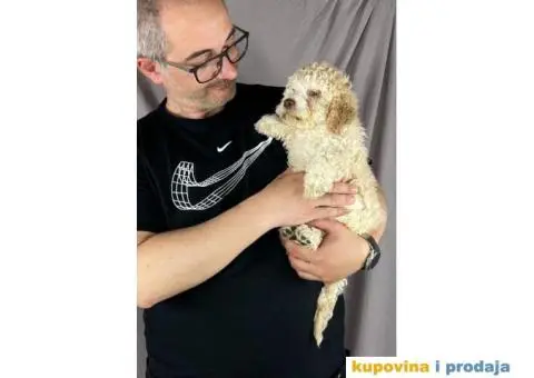 Lagotto Romagnolo PRELEPI štenci - 10/10