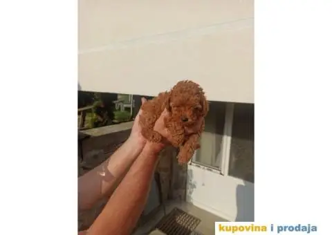 Toy Patuljasta Pudla - 1/11