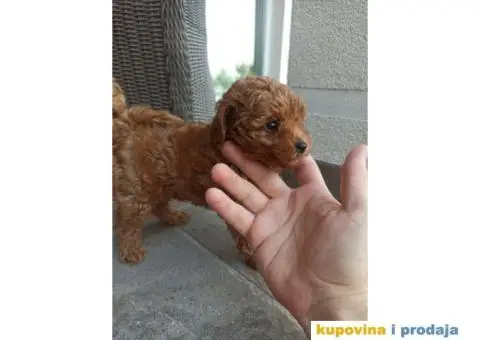 Toy Patuljasta Pudla - 3/11