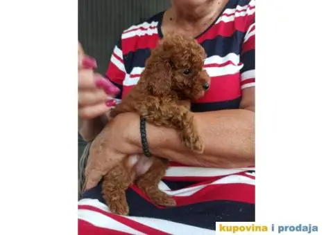 Toy Patuljasta Pudla - 4/11