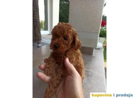 Toy Patuljasta Pudla - 7/11