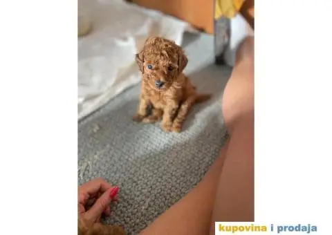 Toy Patuljasta Pudla - 9/11