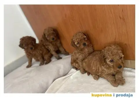 Toy Patuljasta Pudla - 10/11