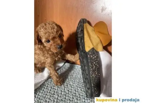 Toy Patuljasta Pudla - 11/11