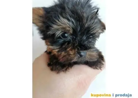 Štenci jorkija dostupni za rezeevaciju - 1/6