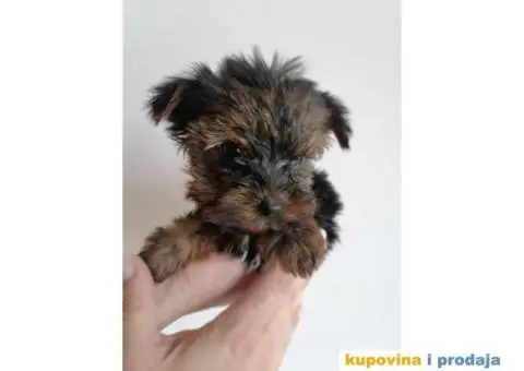 Štenci jorkija dostupni za rezeevaciju - 2/6