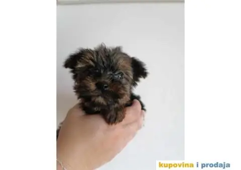 Štenci jorkija dostupni za rezeevaciju - 3/6