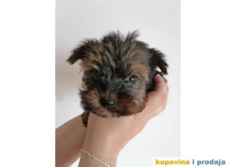 Štenci jorkija dostupni za rezeevaciju - 4/6