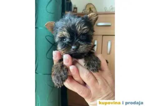 Štenci jorkija dostupni za rezeevaciju - 5/6
