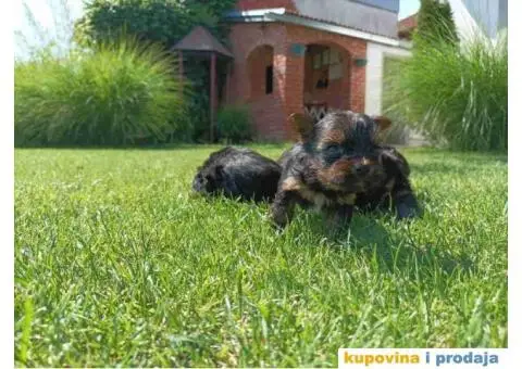 Štenci jorkija dostupni za rezeevaciju - 6/6