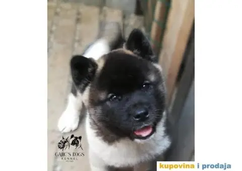 Američka Akita štenci - 1/15