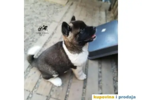 Američka Akita štenci - 3/15