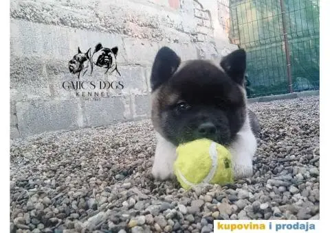 Američka Akita štenci - 4/15