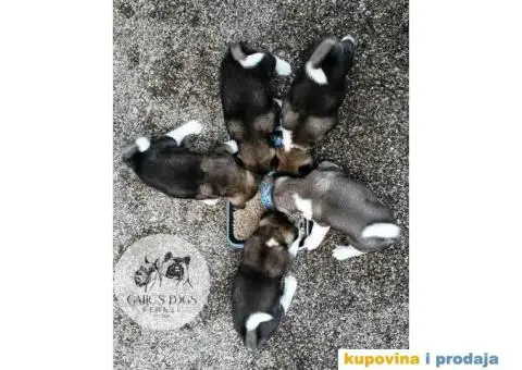 Američka Akita štenci - 5/15